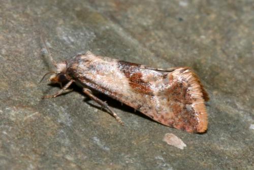 Falseuncaria ruficiliana